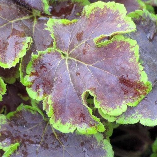Heucherella Solar Eclipse - Foamy Bells - Image 2
