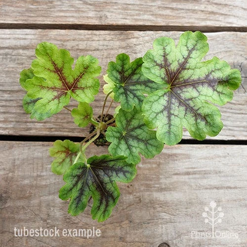 Heucherella Tapestry - Foamy Bells - Image 3