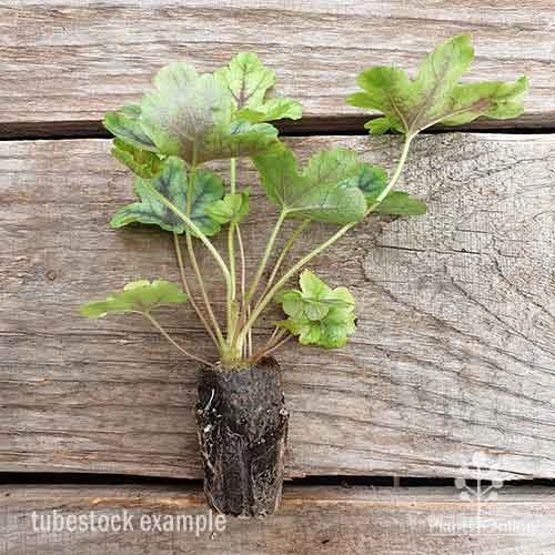 Heucherella Tapestry - Foamy Bells - Image 11