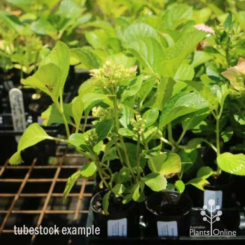 Hydrangea White - Image 4