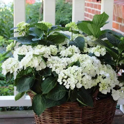 Hydrangea White - Image 5