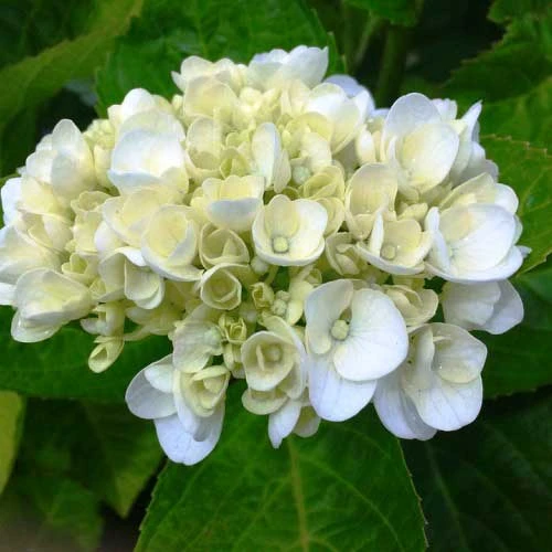 Hydrangea White