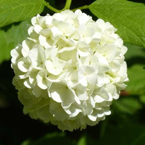Hydrangea White - Image 3