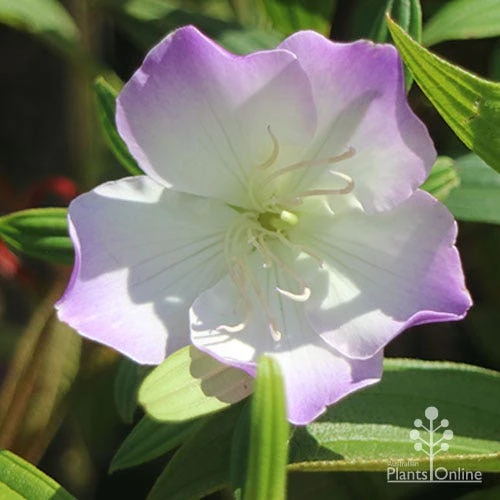 Tibouchina Illusion - Image 8