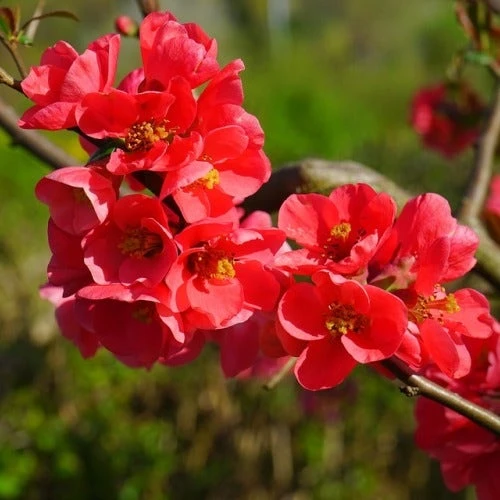 Chaenomeles Winter Cheer - Flowering Quince