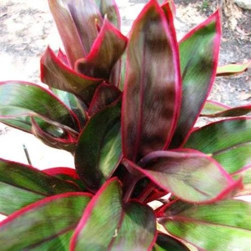 Cordyline Fruticosa John Klass Red - Image 7