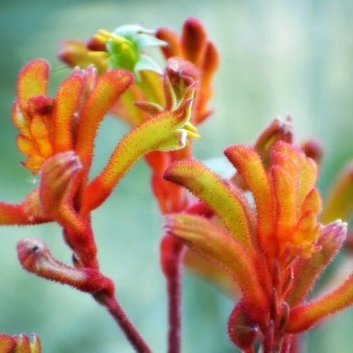 Australian Wildflower Kangaroo Paw - Seed - Image 4