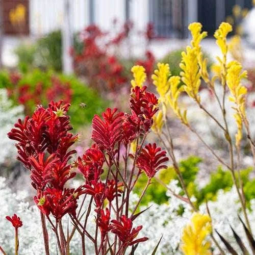 Australian Wildflower Kangaroo Paw - Seed - Image 3