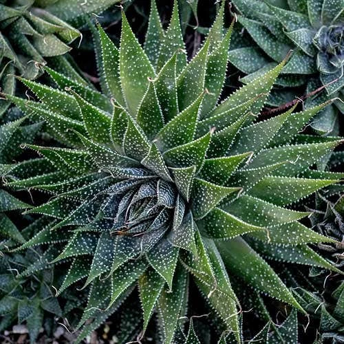 Aloe Aristata - Lace Aloe - Succulent - Image 7