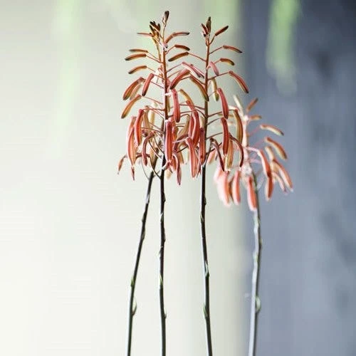 Aloe Aristata - Lace Aloe - Succulent - Image 3