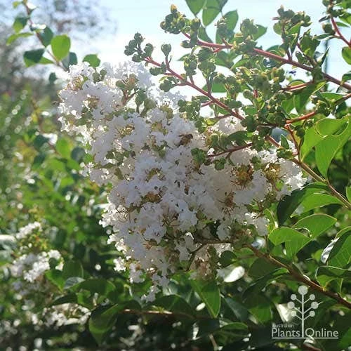 Crepe Myrtle - Lagerstroemia Natchez - Image 7