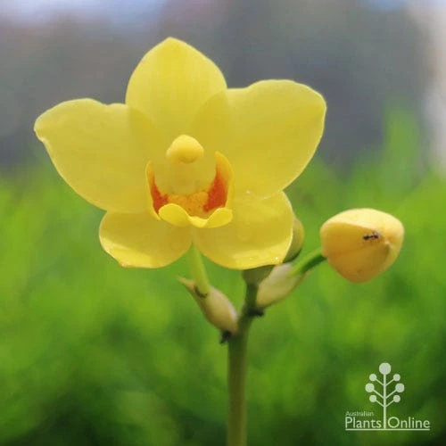 Spathoglottis Lemon Kiss - Native Orchid - Image 3