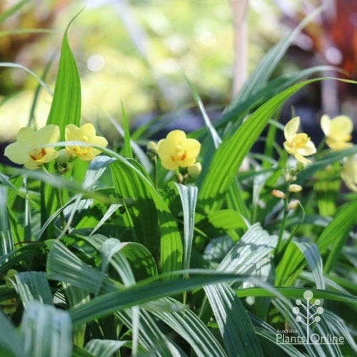 Spathoglottis Lemon Kiss - Native Orchid - Image 5