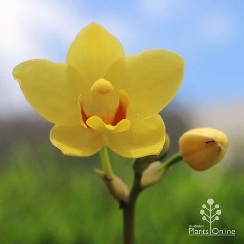 Spathoglottis Lemon Kiss - Native Orchid - Image 6