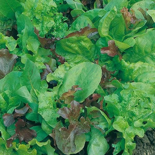 Lettuce Mixed Salad Leaves - Seed - Image 2