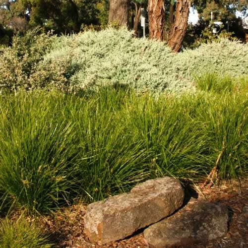 Lomandra Lime Tuff - Image 4