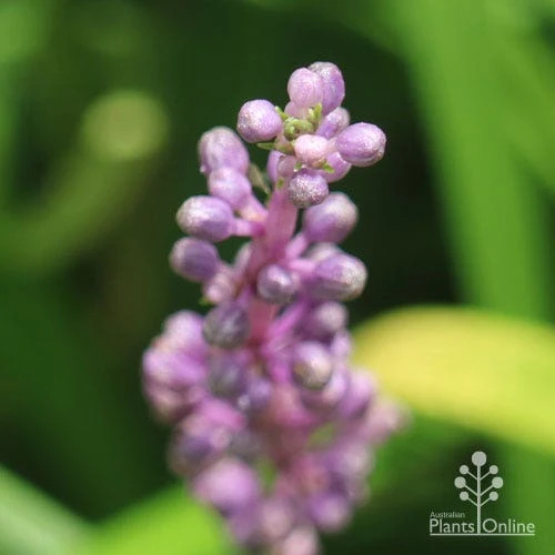 Liriope Amethyst - Image 6
