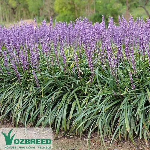 Liriope Amethyst - Image 2