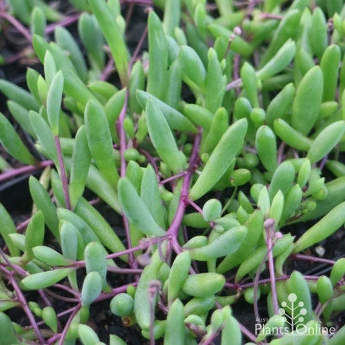 Othonna Ruby Necklace - Little Pickles - Succulent - Image 7