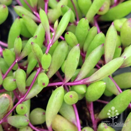 Othonna Ruby Necklace - Little Pickles - Succulent - Image 3