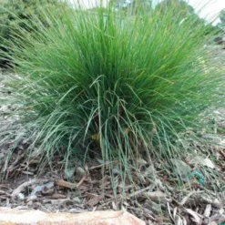 Lomandra Frosty Top