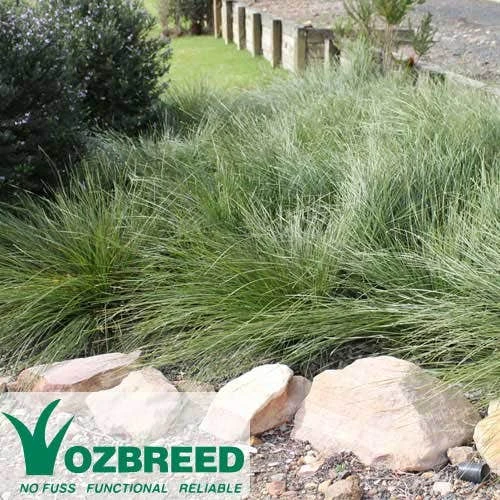 Lomandra SHARA - Image 2