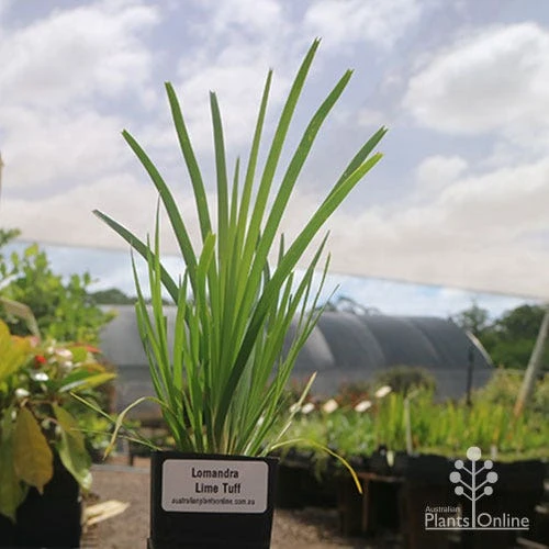 Lomandra Lime Tuff - Image 2