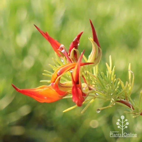 Lotus Red Flash - Parrot's Beak - Image 2