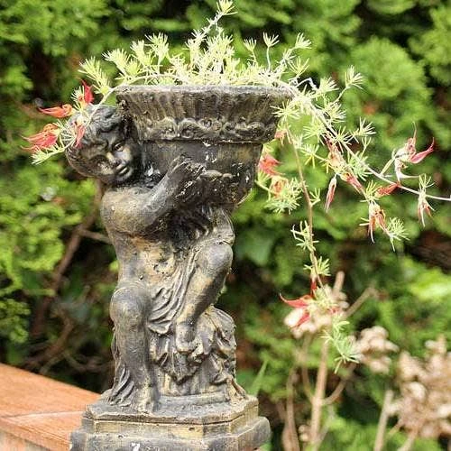 Lotus Red Flash - Parrot's Beak - Image 5