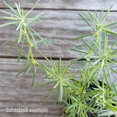 Lotus Red Flash - Parrot's Beak - Image 7