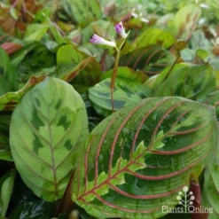 Maranta - Prayer Plant