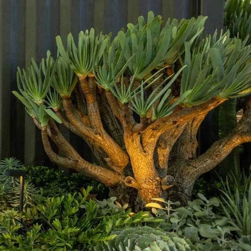 Aloe Plicatilis - Fan Aloe - Succulent - Image 2