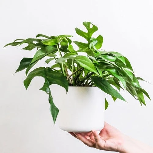Philodendron Minima - Mini Monstera