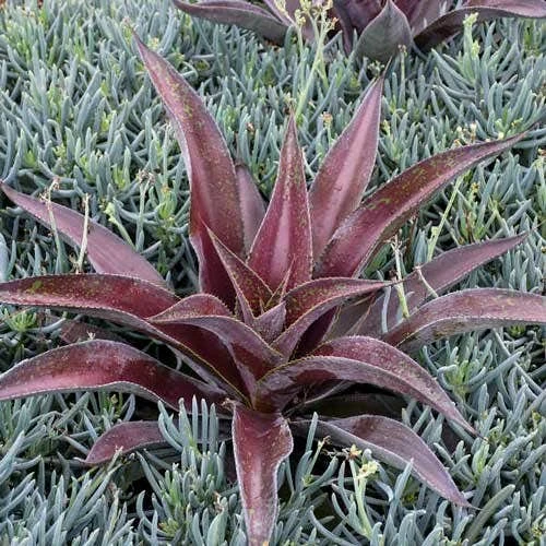 Mangave Mission To Mars - Succulent - Image 2