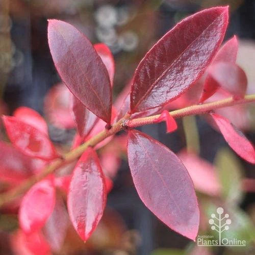 Blueberry Misty - Image 9