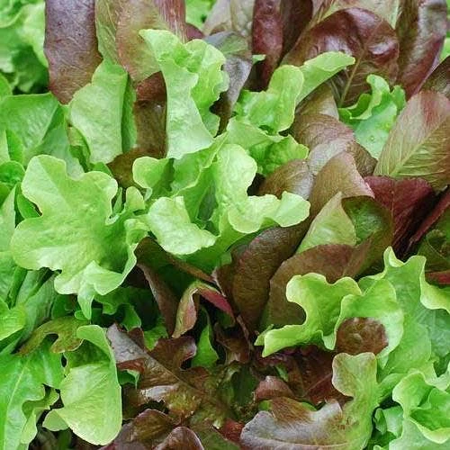 Lettuce Mixed Salad Leaves - Seed - Image 3