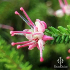 Grevillea Lanigera Mt Tamboritha