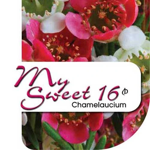 Chamelaucium MY SWEET 16™ - Waxflower - Image 7