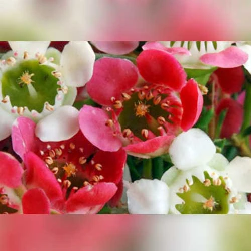 Chamelaucium MY SWEET 16™ - Waxflower - Image 2