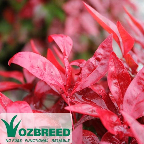 Nandina BLUSH - Image 2