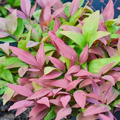 Nandina BLUSH - Image 5