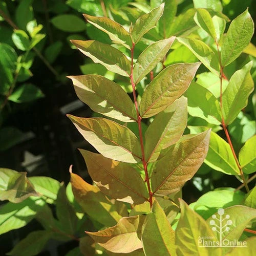 Crepe Myrtle - Lagerstroemia Natchez - Image 9