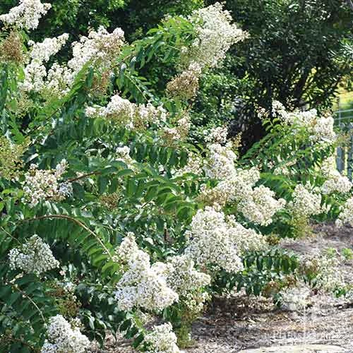 Crepe Myrtle - Lagerstroemia Natchez - Image 8