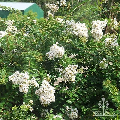 Crepe Myrtle - Lagerstroemia Natchez - Image 6