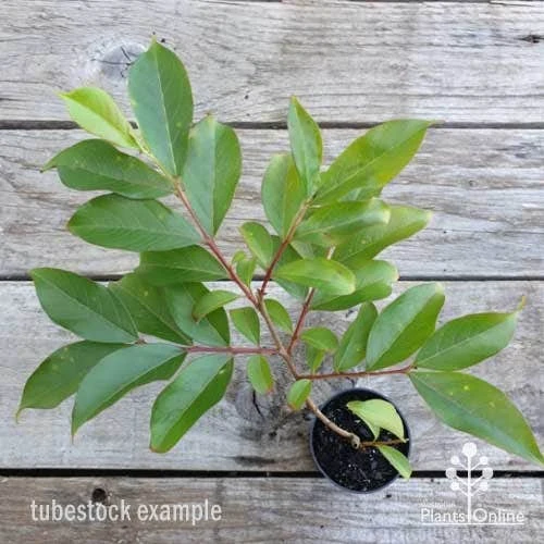 Crepe Myrtle - Lagerstroemia Natchez - Image 3