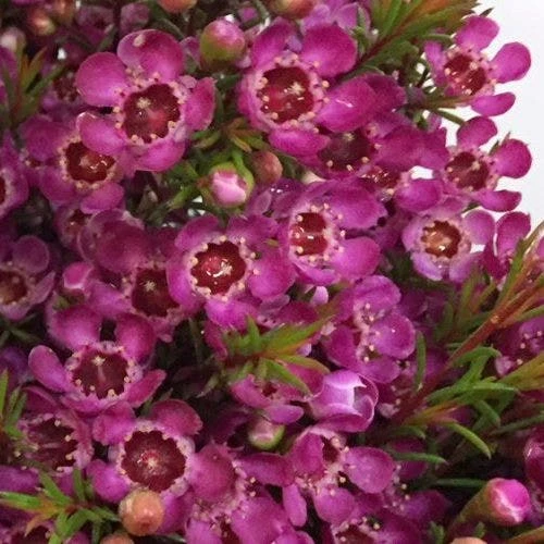 Chamelaucium Nina's Delight - Waxflower - Image 3
