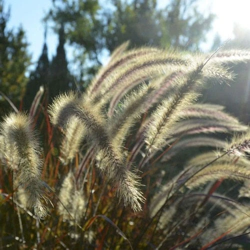 Pennisetum Alopecuroides - Swamp Fountain Grass - Image 2