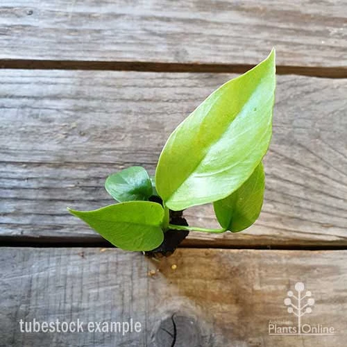 Philodendron Minima - Mini Monstera - Image 8