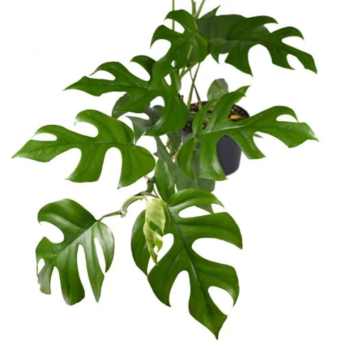 Philodendron Minima - Mini Monstera - Image 3