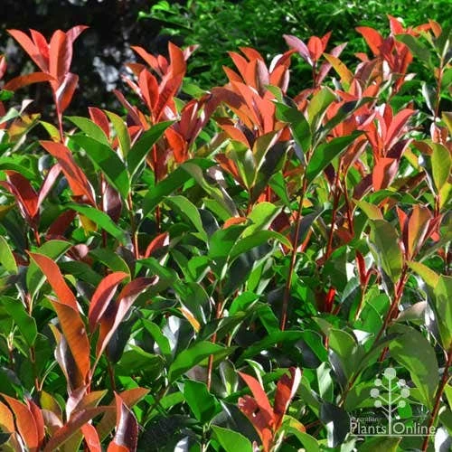 Photinia Red Robin - Image 9